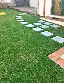 Roll on lawn  Lm Berea grass