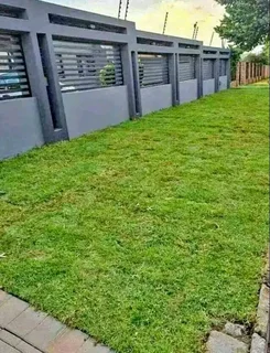 Roll on lawn  Lm Berea grass