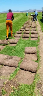 Roll on lawn  Lm Berea grass