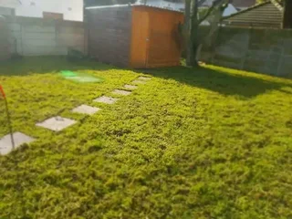 Supply and installa buffalo grass and Cynadone grass