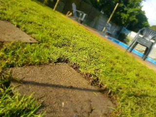 Supply and installa buffalo grass and Cynadone grass