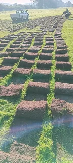 Supply and installa buffalo grass and Cynadone grass