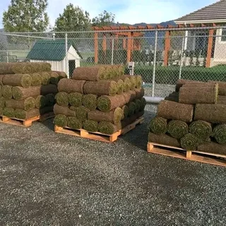 Supply and installa buffalo grass and Cynadone grass