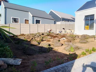 Roll on lawn Cynadone grass and buffalo grass