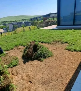 Roll on lawn Cynadone grass and buffalo grass