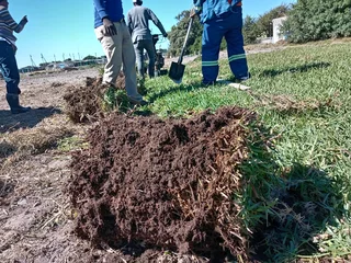 Supply and installa buffalo grass and topsoil weed free