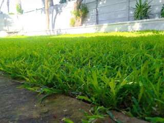 Delivery and installa Lm Berea grass and Kikuyu grass