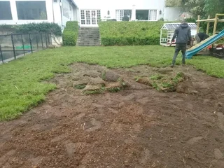 Delivery and installa Lm Berea grass and Kikuyu grass