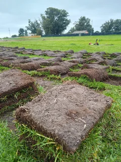 Delivery and installa Lm Berea grass and Kikuyu grass