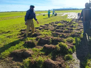 Delivery and installa Lm Berea grass and Kikuyu grass