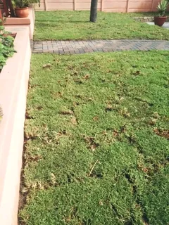 We do delivery and installa call type of grass