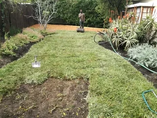 Roll on lawn Kikuyu grass and Cynadone grass