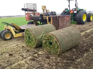 Roll on lawn Kikuyu grass and Cynadone grass