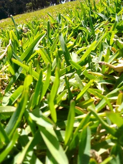 Roll on lawn Kikuyu grass and Cynadone grass