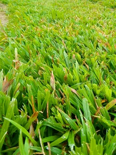 Roll on lawn Lm Berea grass