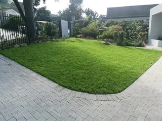 Roll on lawn Lm Berea grass