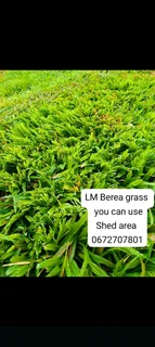 We do supply and installa Lm Berea grass and Cynadone grass