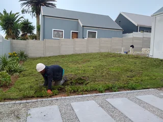 We do supply and installa Lm Berea grass and Cynadone grass