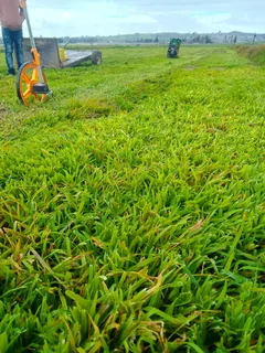 We do supply and installa Lm Berea grass