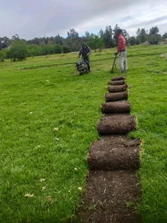 Supply and installa buffalo grass