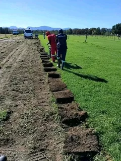 Fresh and green grass