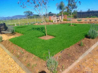 Roll on lawn Lm Berea grass