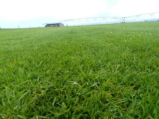 Roll on lawn Lm Berea grass