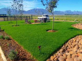 Buffalo grass and Kikuyu grass