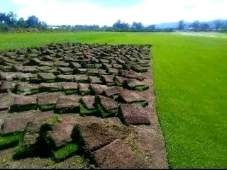 Buffalo grass and Kikuyu grass