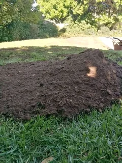 Buffalo grass and Kikuyu grass