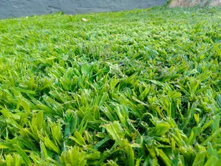 We do supply and installa Lm Berea Grass