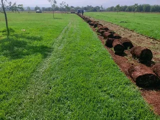Roll on lawn buffalo grass and Kikuyu grass weed free