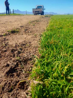 Roll on lawn buffalo grass and Kikuyu grass weed free