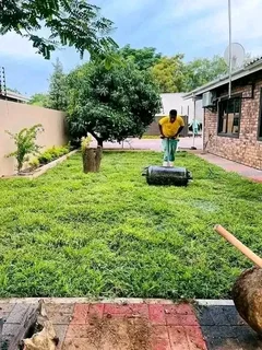 Roll on lawn buffalo grass and Kikuyu grass weed free