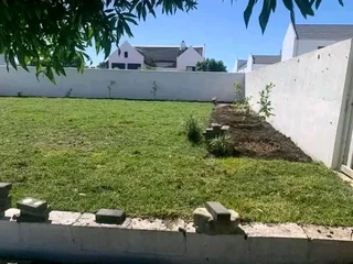 Roll on lawn buffalo grass and Kikuyu grass weed free