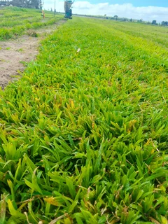 Supply and installa Lm Berea grass