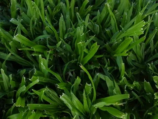 Supply and installa Lm Berea grass