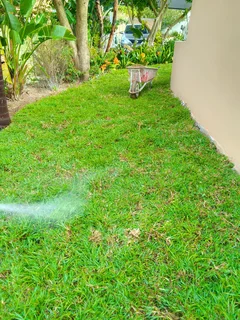 Roll on lawn Kikuyu grass