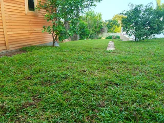 We do supply and installa Lm Berea grass and buffalo grass weed free