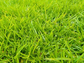 Delivery and installa call type of buffalo grass and Cynadone grass