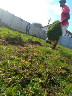 Delivery and installa call type of buffalo grass and Cynadone grass