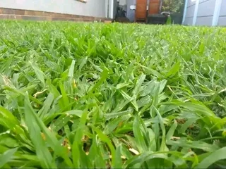 Delivery and installa call type of buffalo grass and Cynadone grass