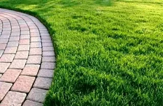 LM Berea grass and Kikuyu grass