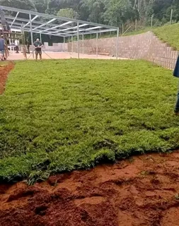 Roll on lawn Kikuyu grass