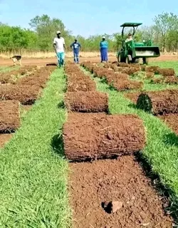 Roll on lawn Kikuyu grass and Cynadone grass weed free