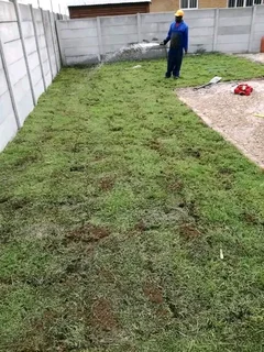 Roll on lawn Kikuyu grass and Cynadone grass weed free