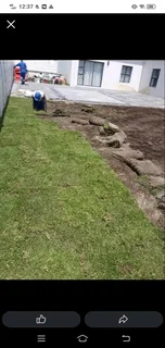 Roll on lawn Kikuyu grass and Cynadone grass weed free