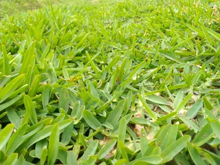 Roll on lawn Kikuyu grass