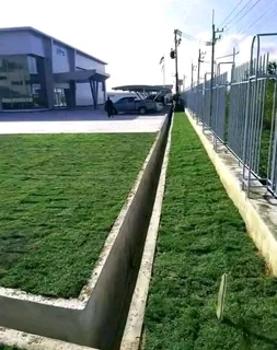 Roll on lawn Cynadone grass