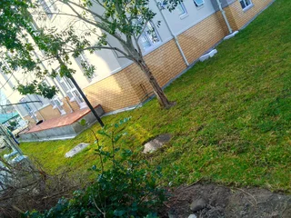 Roll on lawn Kikuyu grass